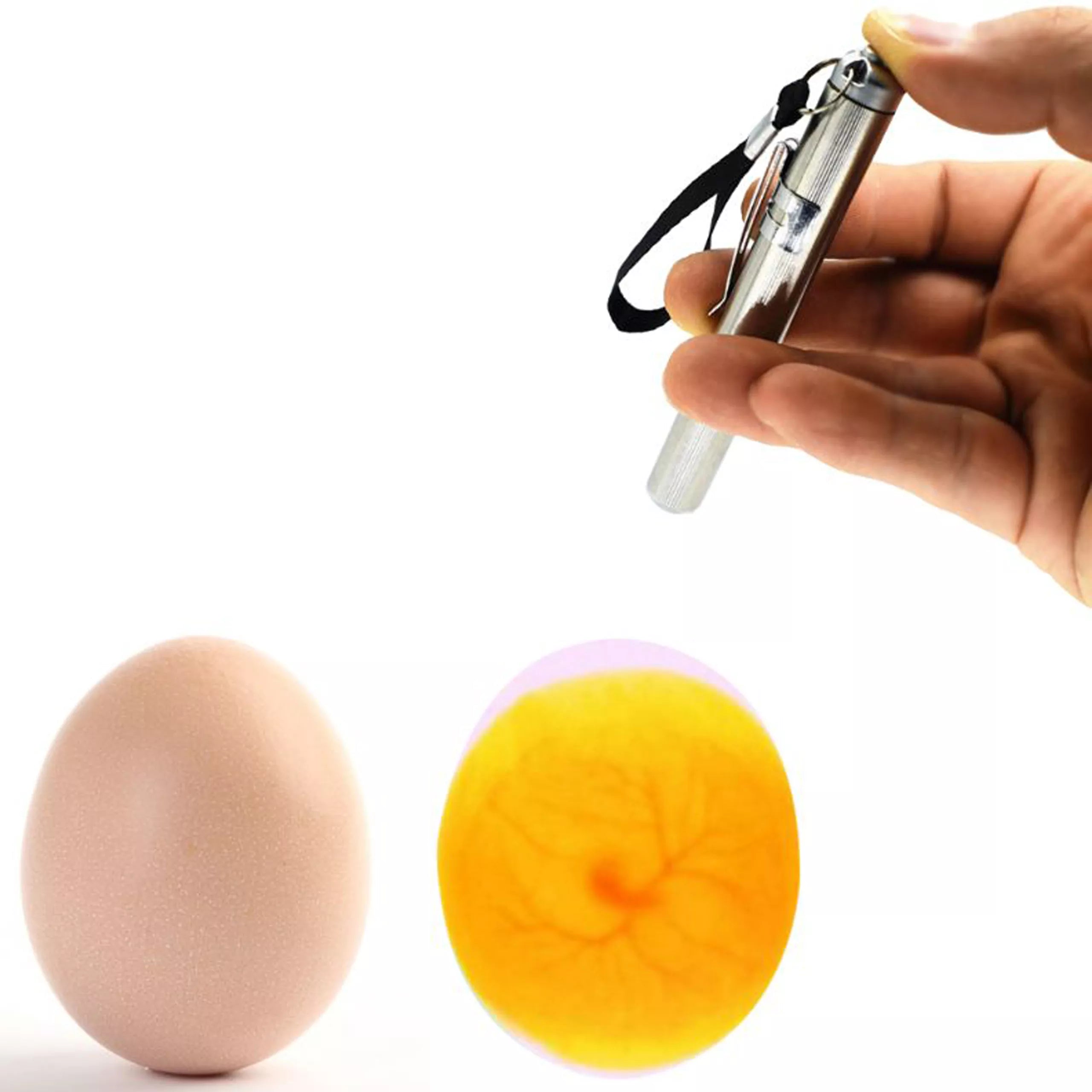 Oeuf Candler LED : Une innovation lumineuse pour optimiser le suivi des incubations