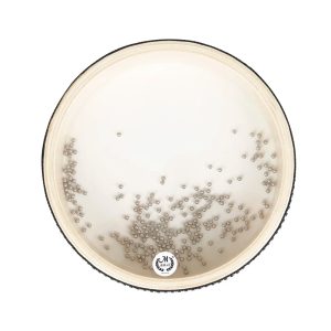 Tambour à Main Orff M MBAT Ocean Wave Bead : Un Voyage Musical Apaisant pour les Enfants