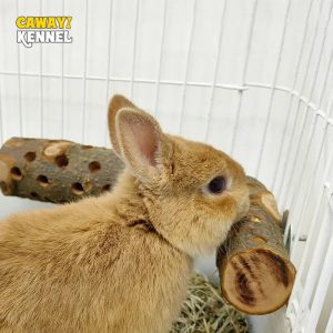 Un Divertissement Naturel et Pratique pour Vos Petits Compagnons