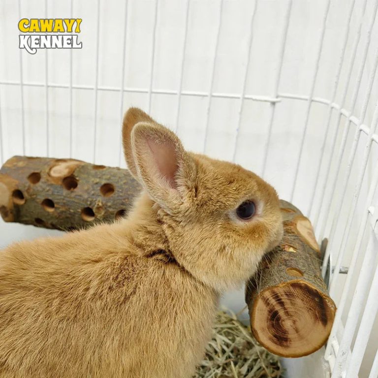 Un Divertissement Naturel et Pratique pour Vos Petits Compagnons