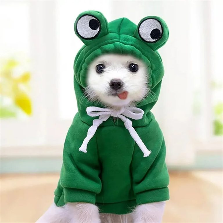 Adoptez le look unique pour votre compagnon : le manteau grenouille en cosplay
