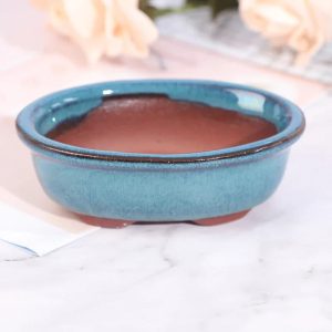 Redécouvrez l’art du bonsaï avec élégance et tradition