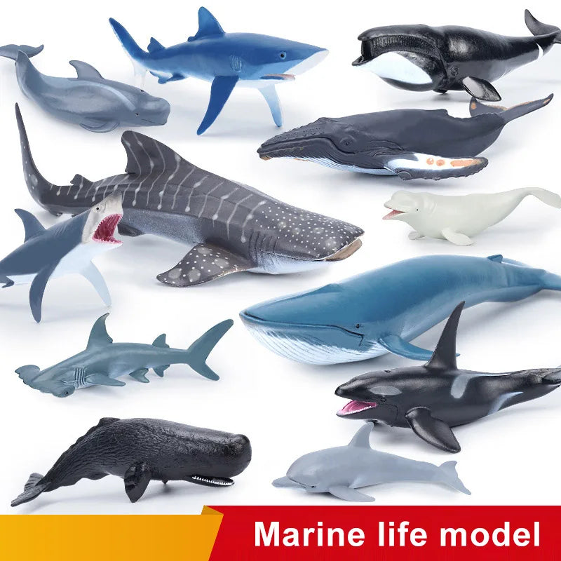 L'univers captivant des océans à portée de main