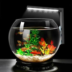 Le Secret d’un Aquarium Éclatant : Illuminez Votre Univers Aquatique