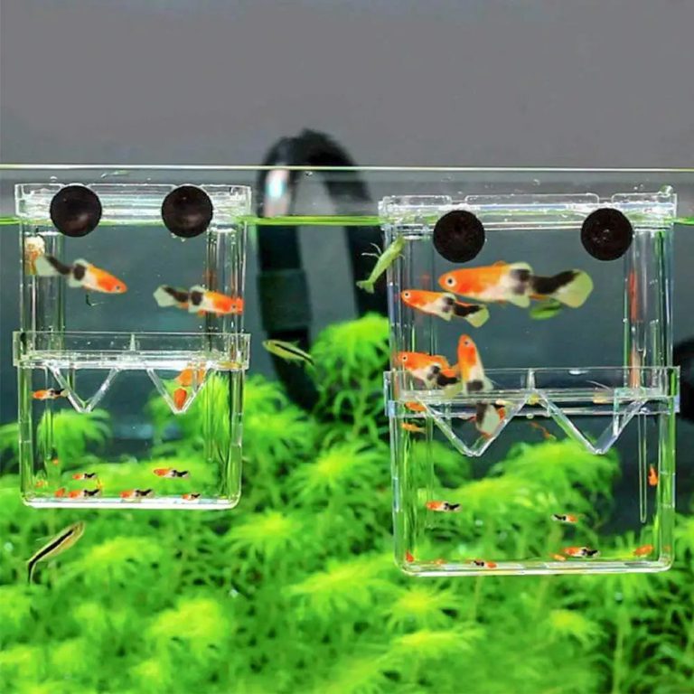 Optimisez l'Élevage de Vos Poissons avec cette Boîte de Reproduction Innovante