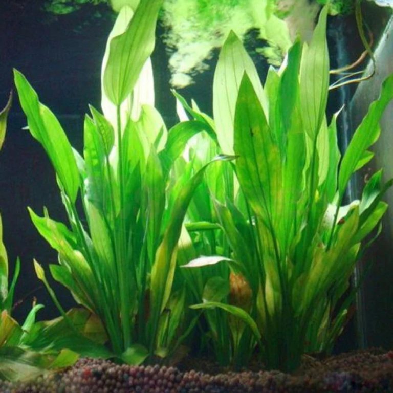 Une Décoration Naturelle et Sécurisée pour Sublimer Votre Aquarium