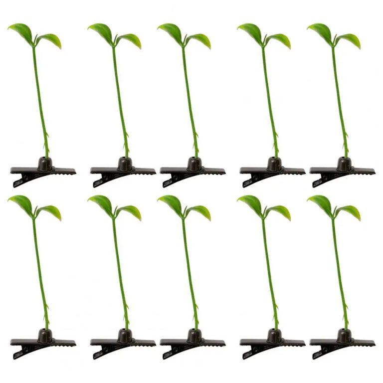 L’Art de Sublimer Votre Coiffure avec une Touche d’Originalité