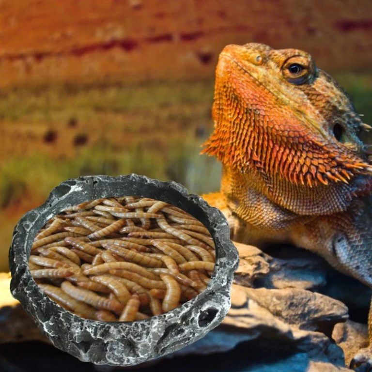 Rehaussez l’Alimentation de Vos Reptiles: Un Bol en Résine Anti-évasion Incontournable